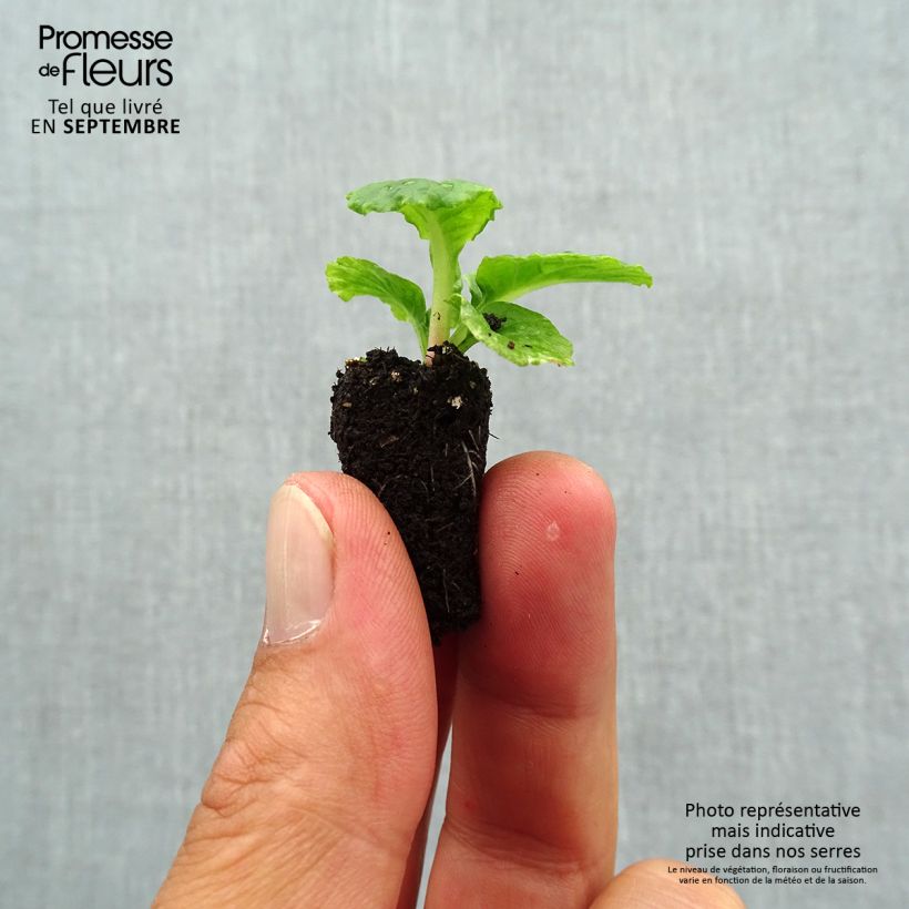 Spécimen de Primula Everlast F1 - Primevère des jardins Mini-motte 2,,3 cm tel que livré en automne