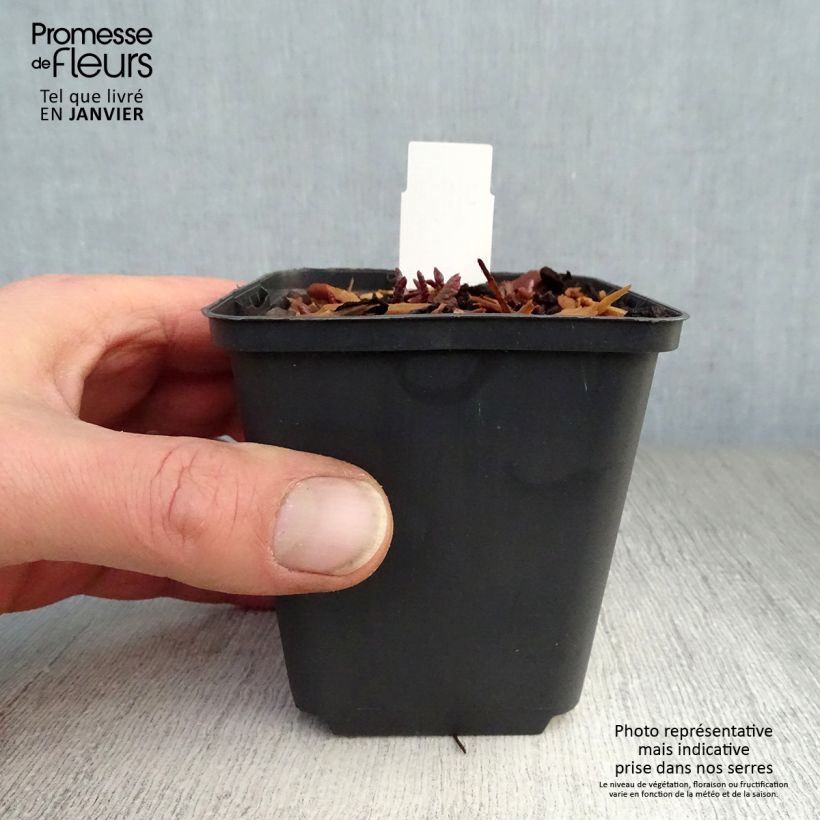 Spécimen de Primula Guinevere - Primevère hybride. Godet de 9cm tel que livré en hiver