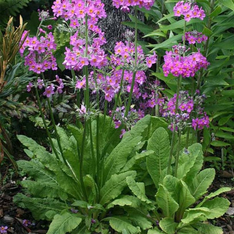 Primula beesiana - Primevère candélabre (Port)