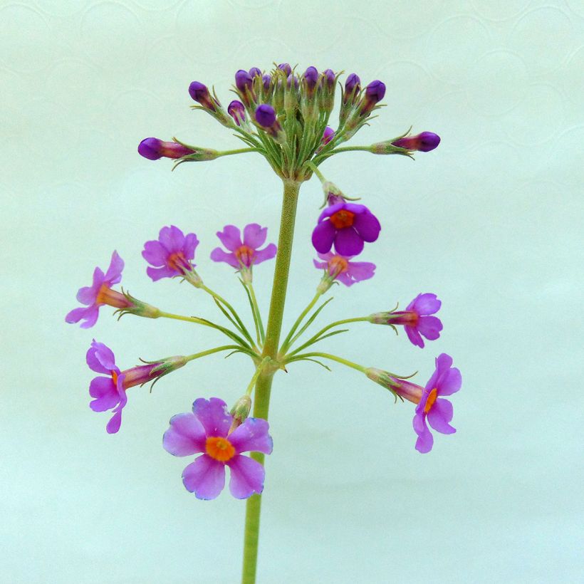 Primula beesiana - Primevère candélabre (Floraison)