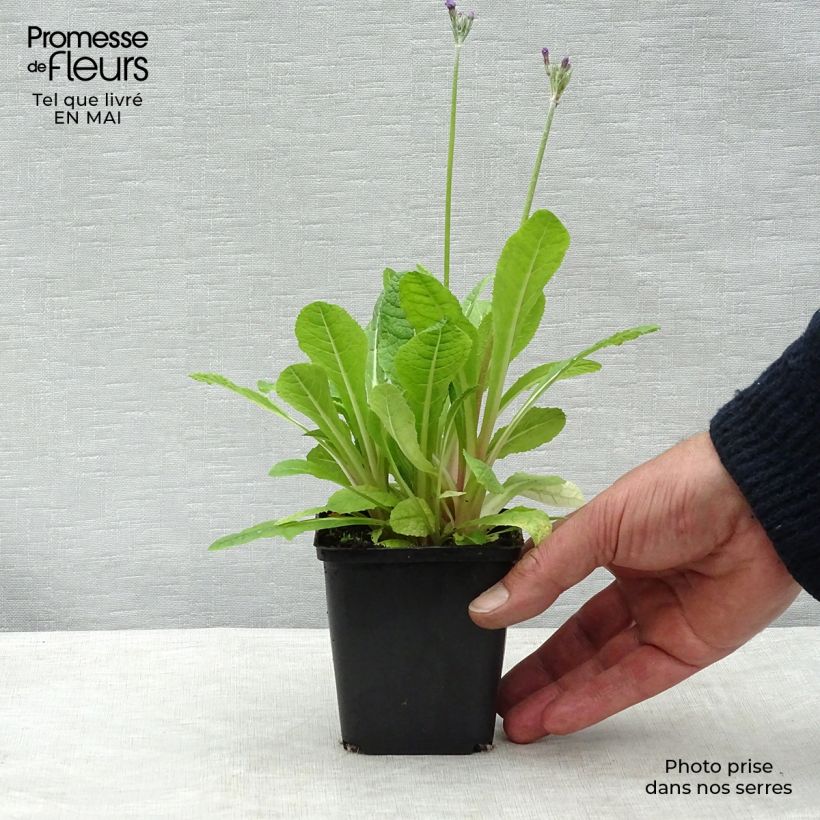 Spécimen de Primula beesiana - Primevère candélabre Godet de 9cm tel que livré au printemps