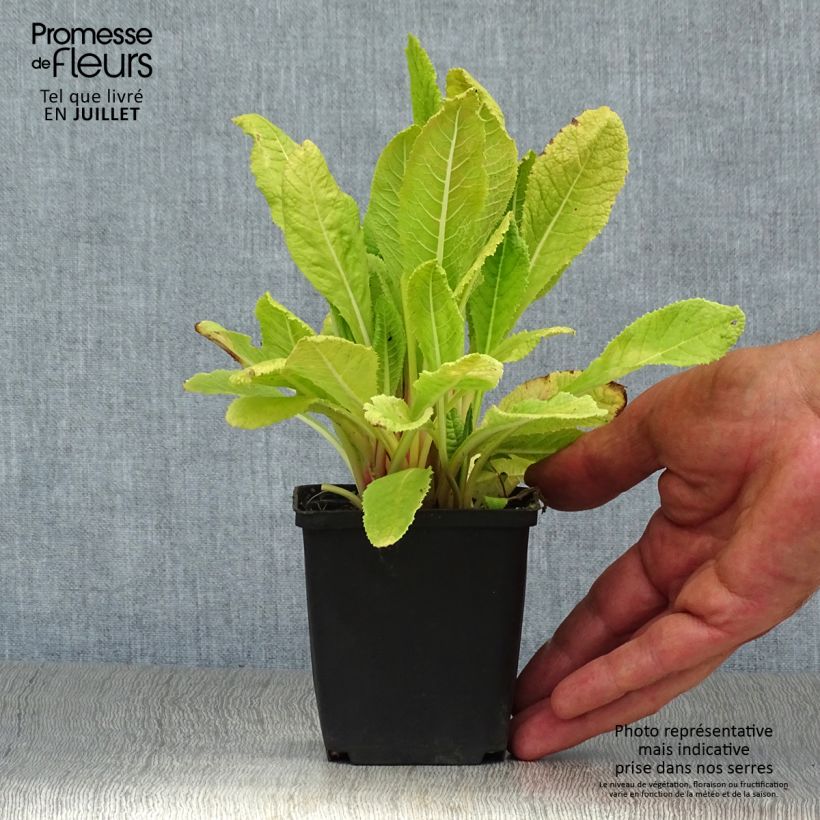 Spécimen de Primula beesiana - Primevère candélabre Godet de 8/9 cm tel que livré en été
