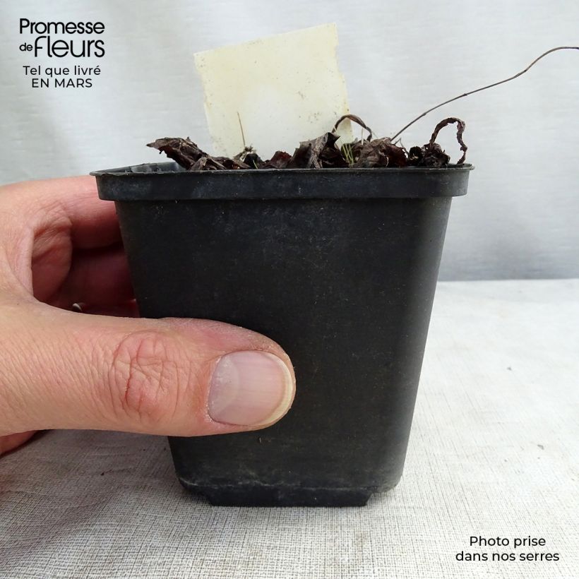 Spécimen de Primevère candélabre - Primula bulleyana Godet de 9cm tel que livré au printemps