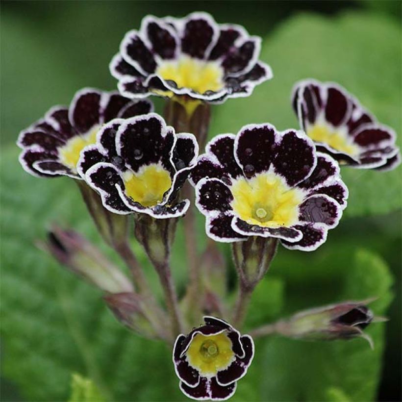 Primula elatior Gold Lace Black - Primevère élevée. (Floraison)