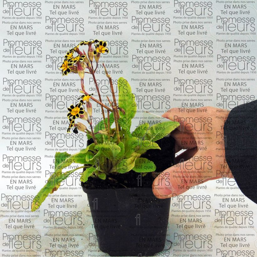 Exemple de spécimen de Primula elatior Gold Lace Red - Primevère élevée Godet de 9cm tel que livré