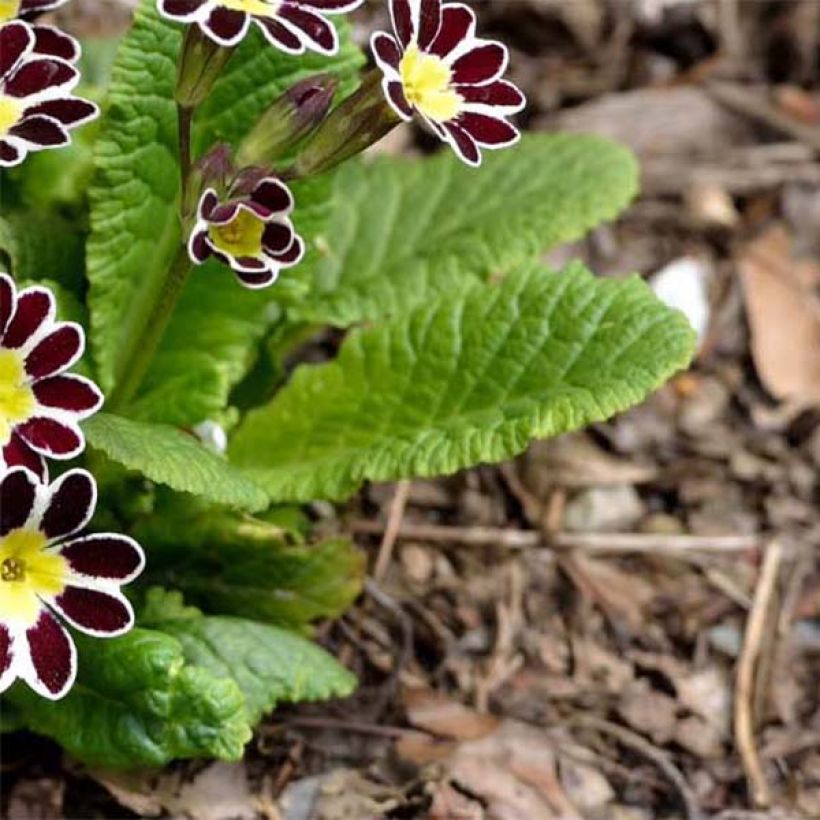 Primevère - Primula elatior Silver Lace Black (Feuillage)