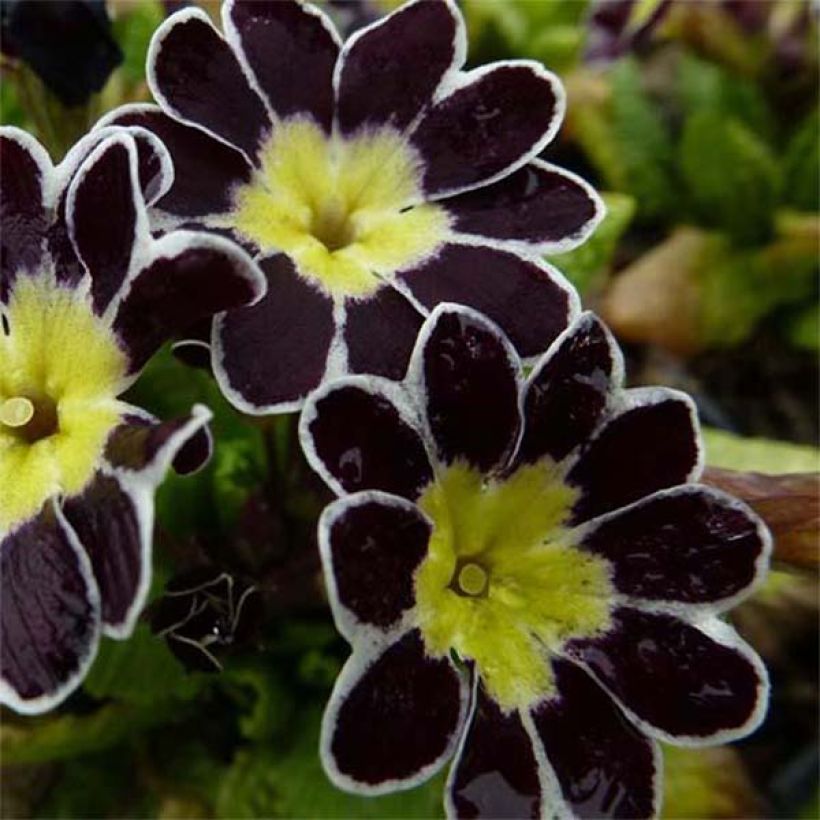 Primevère - Primula elatior Silver Lace Black (Floraison)