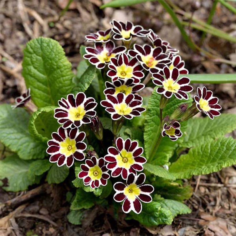 Primevère - Primula elatior Silver Lace Black (Port)