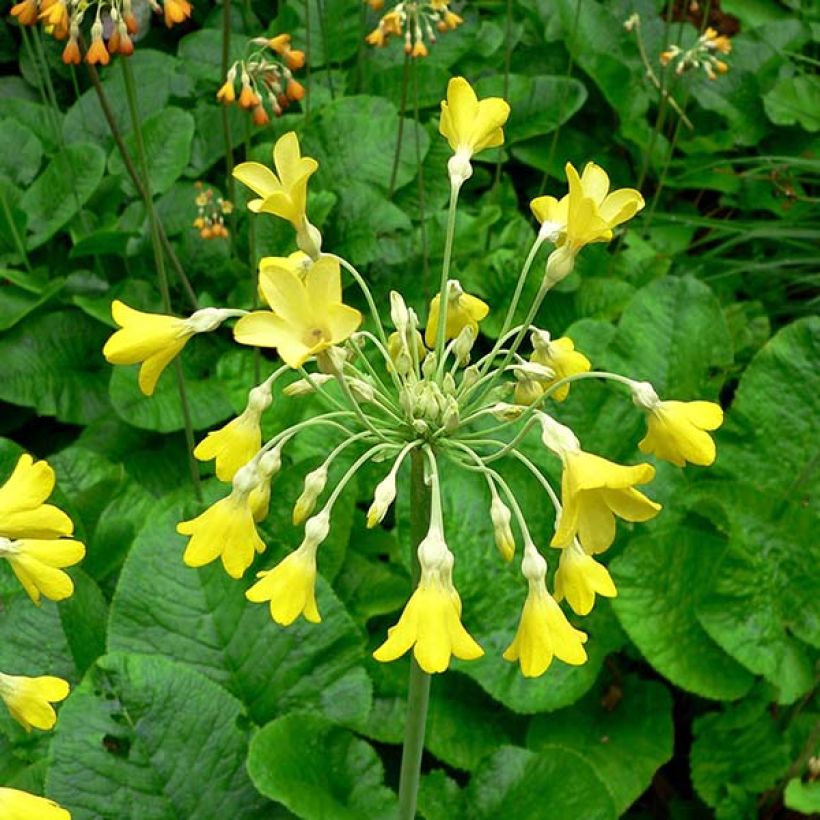 Primula florindae - Primevère du Tibet (Floraison)