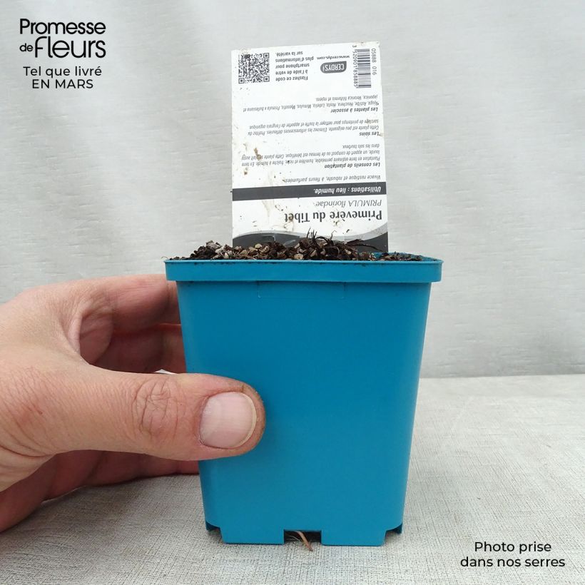 Spécimen de Primula florindae - Primevère du Tibet Godet de 9cm tel que livré au printemps
