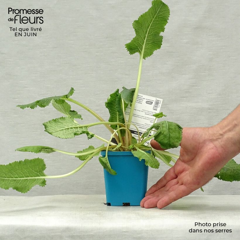 Spécimen de Primula florindae - Primevère du Tibet Godet de 8/9 cm tel que livré en été
