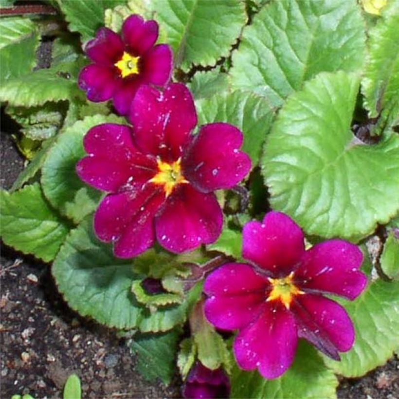 Primevère - Primula juliae Ideaal (Floraison)