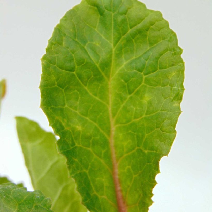 Primula juliae Wanda - Primevère vivace tapissante (Feuillage)