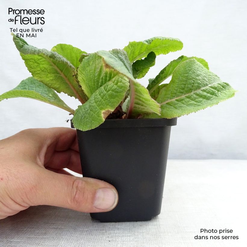 Spécimen de Primula juliae Wanda - Primevère vivace tapissante Godet de 9cm tel que livré au printemps