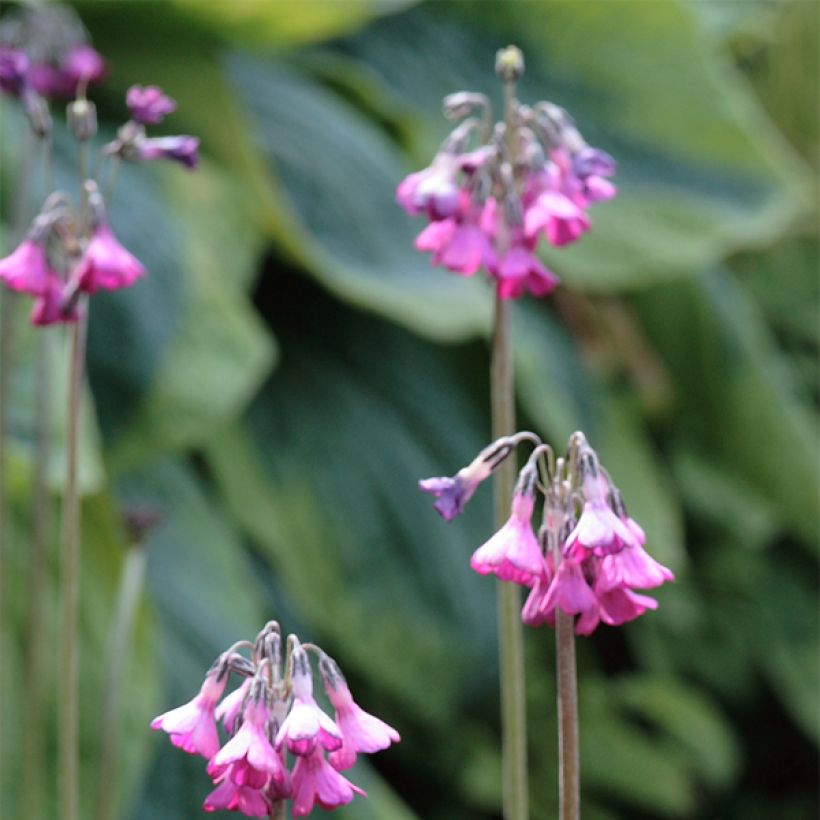 Primevère - Primula secundiflora (Floraison)