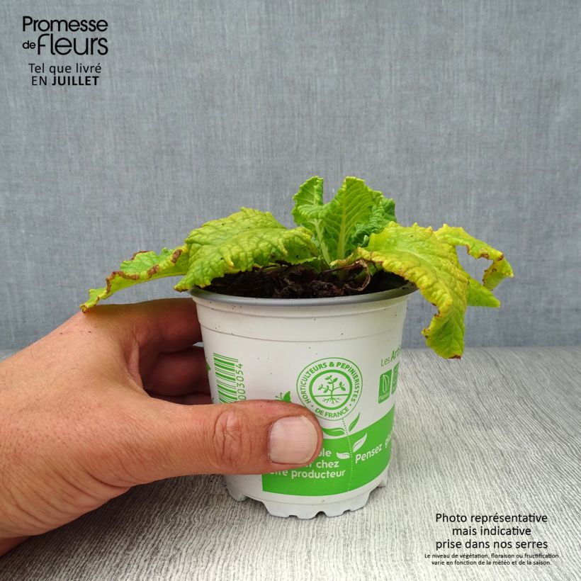 Spécimen de Primula veris - Primevère officinale, Coucou Godet de 8/9 cm tel que livré en été