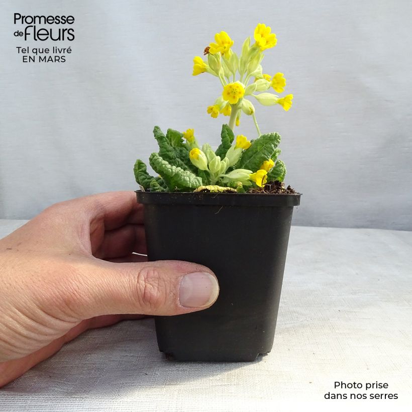 Spécimen de Primula veris - Primevère officinale, Coucou Godet de 9cm tel que livré au printemps