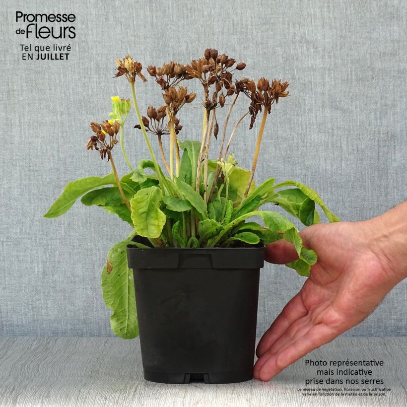 Spécimen de Primula veris - Primevère officinale, Coucou Pot de 2L/3L tel que livré en été
