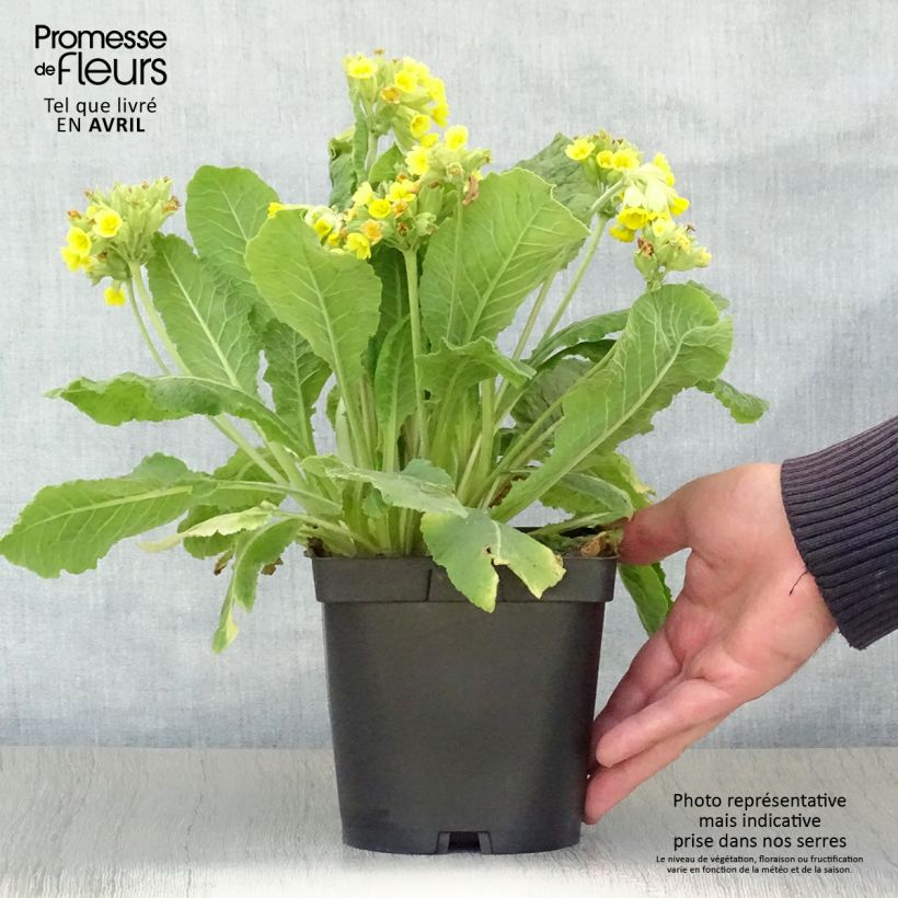 Spécimen de Primula veris - Primevère officinale, Coucou tel que livré au printemps