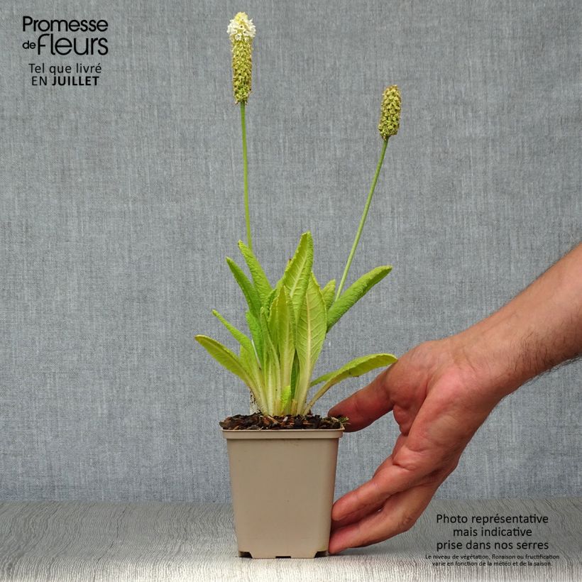 Spécimen de Primula vialii Alison Holland - Primevère Godet de 8/9 cm tel que livré en été