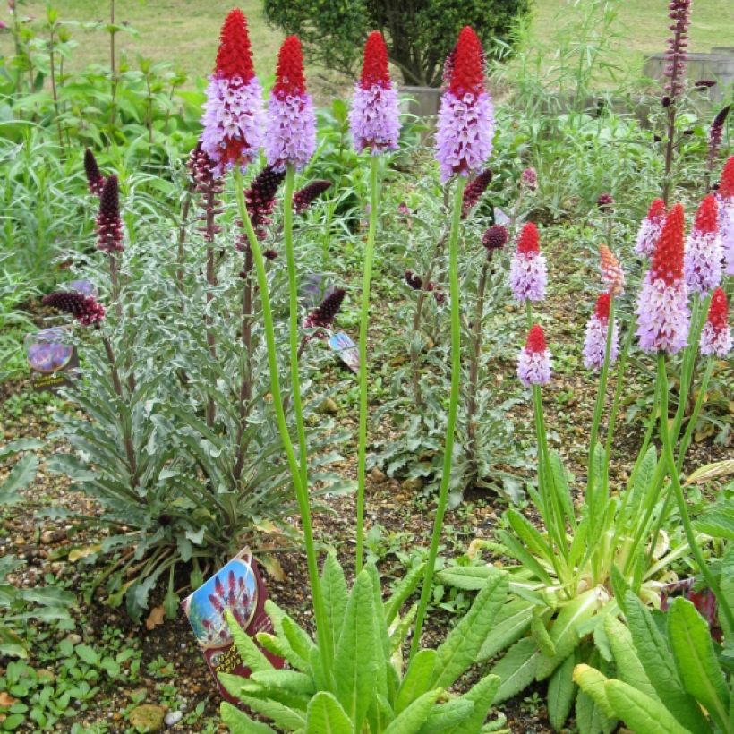 Primevère - Primula vialii (Port)