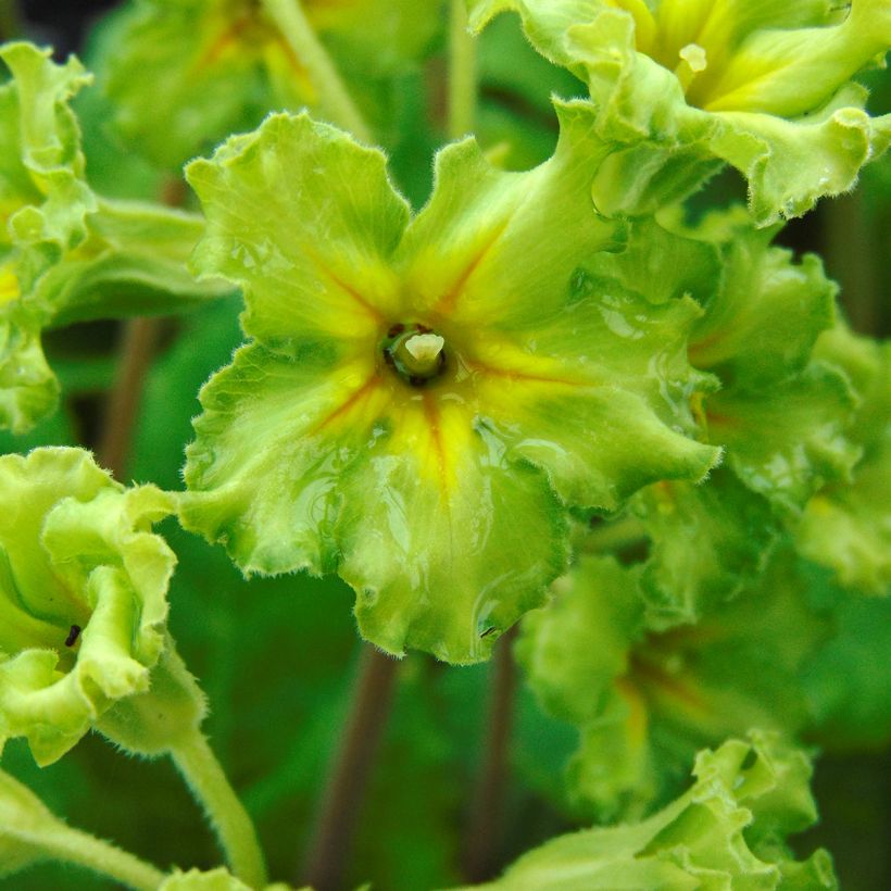Primevère Rosebud F1 light yellow - Primula acaulis (Floraison)