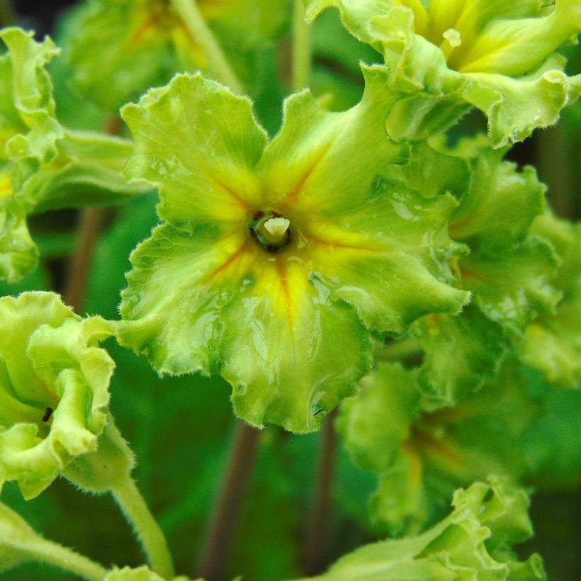 Primula vulgaris Francesca - Primevère des jardins (Floraison)