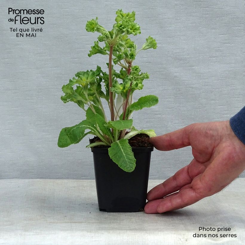 Spécimen de Primula vulgaris Francesca - Primevère des jardins Godet de 9cm tel que livré au printemps