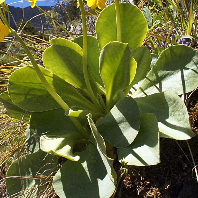 Auricule des jardins - Primula x pubescens  (Feuillage)