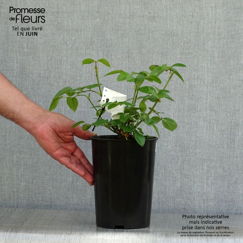 Spécimen de Rosier Princesse de Galles  Pot de 3L/4L tel que livré en été