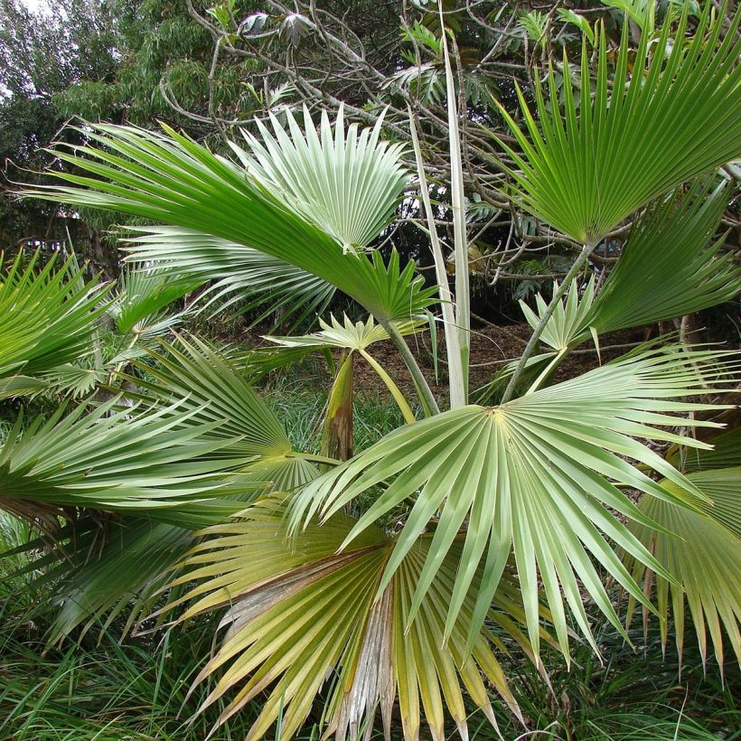 Pritchardia hillebrandii - Palmier d'Hawaï (Feuillage)