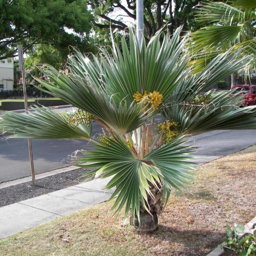 Pritchardia hillebrandii Blue Moon - Palmier d'Hawaï (Port)