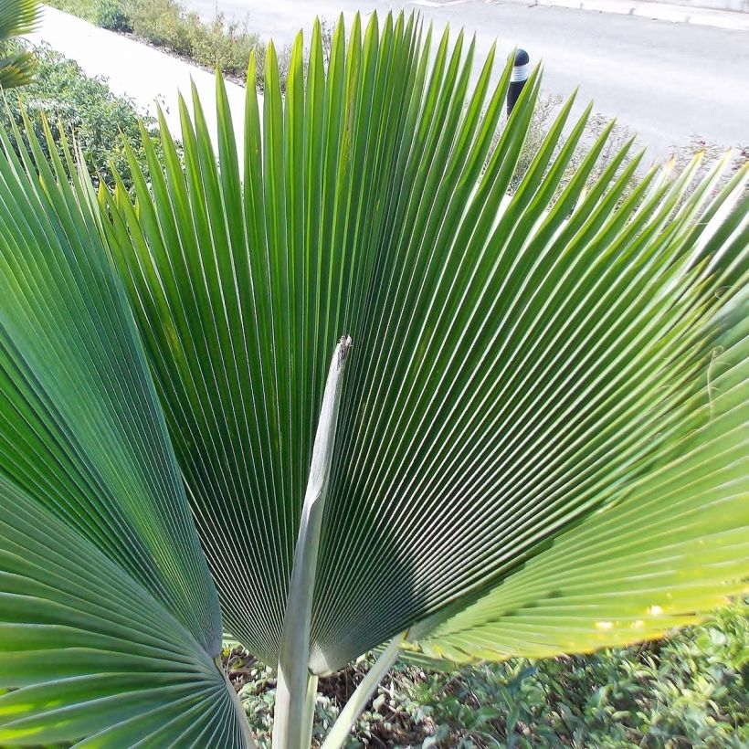 Pritchardia pacífica - Palmier des îles Fidji (Feuillage)