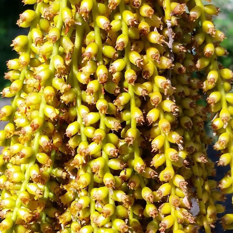 Pritchardia pacífica - Palmier des îles Fidji (Floraison)