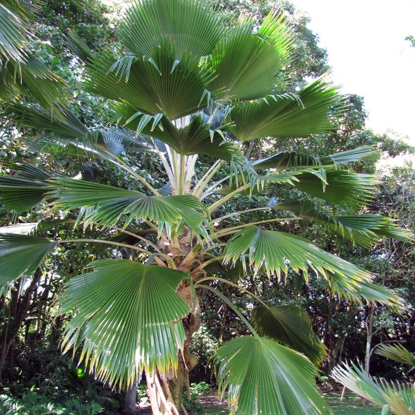 Pritchardia pacífica - Palmier des îles Fidji (Port)