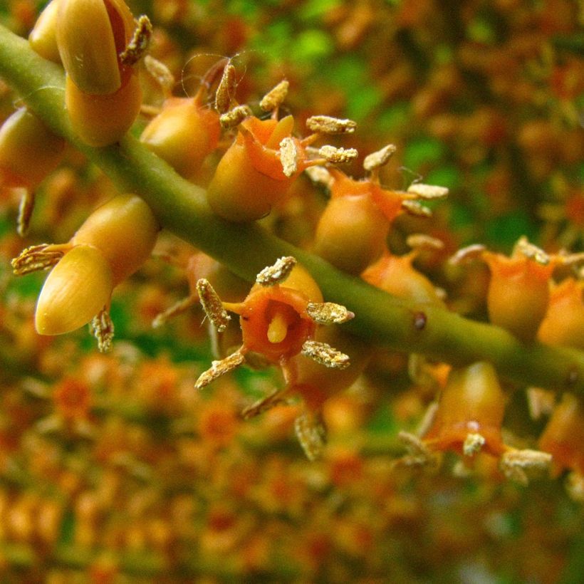 Pritchardia remota - Palmier d'Hawaï (Floraison)