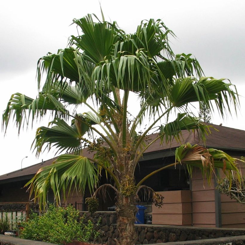 Pritchardia remota - Palmier d'Hawaï (Port)