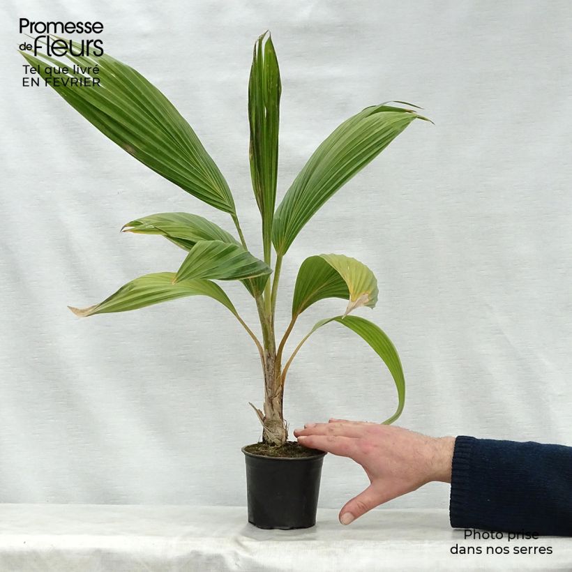 Spécimen de Pritchardia remota - Palmier d'Hawaï Pot de 12 cm tel que livré en hiver