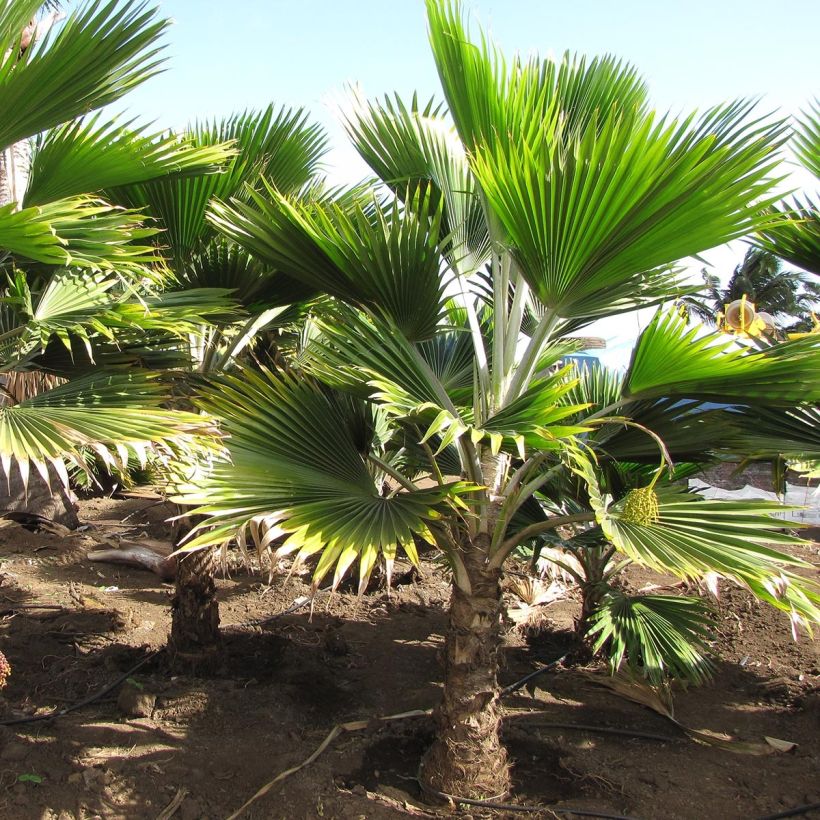 Pritchardia thurstonii - Palmier (Port)