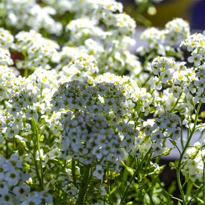 Hornungia alpina - Cresson des chamois (Floraison)