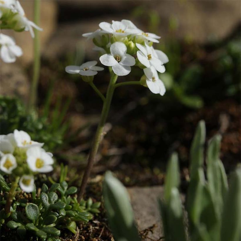 Hornungia alpina - Cresson des chamois (Port)