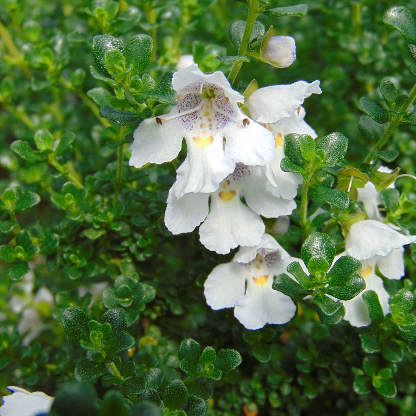 Prostanthera cuneata - Menthe Australienne (Floraison)