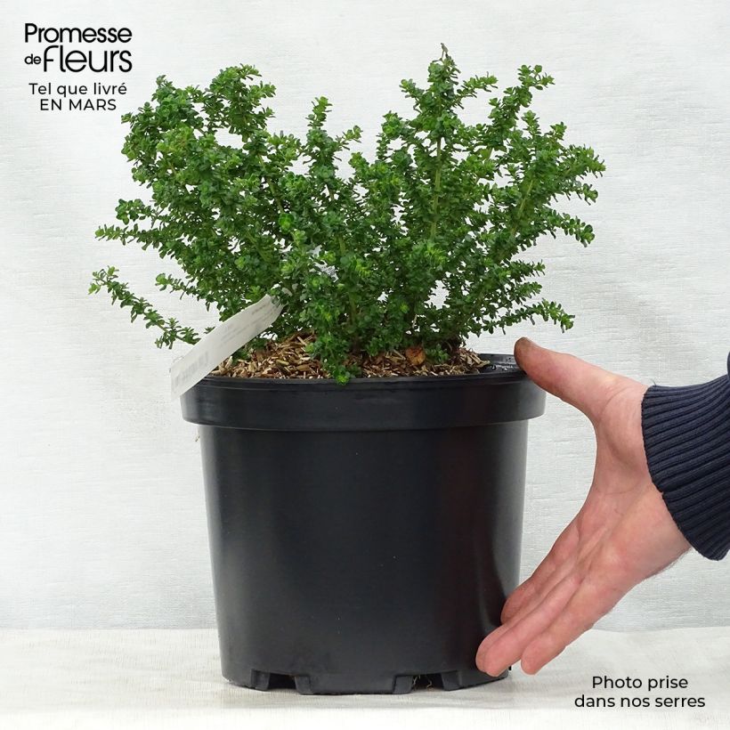 Spécimen de Prostanthera cuneata - Menthe Australienne Pot de 2L/3L tel que livré au printemps