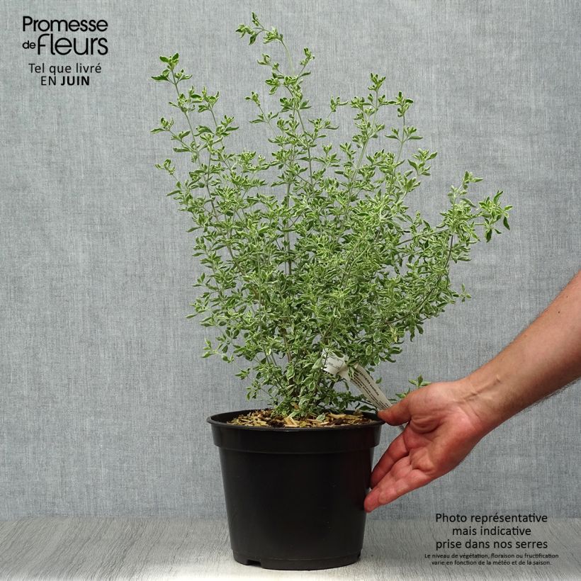 Spécimen de Prostanthera ovalifolia Variegata - Menthe australienne panachée. Pot de 4L/5L tel que livré en été