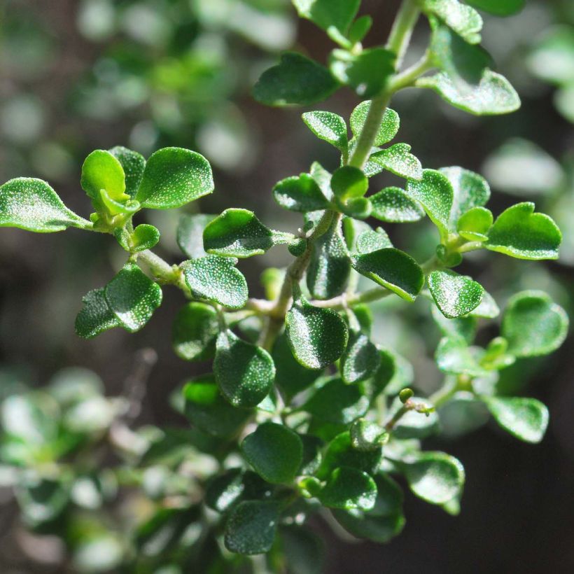 Prostanthera rotundifolia - Menthe Australienne (Feuillage)