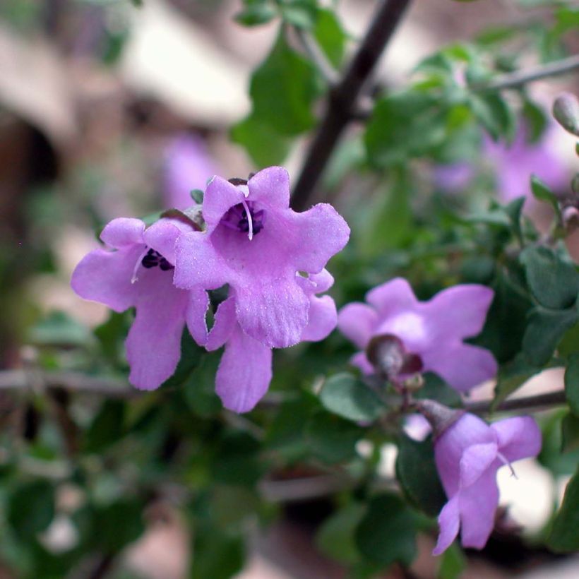 Prostanthera rotundifolia - Menthe Australienne (Floraison)