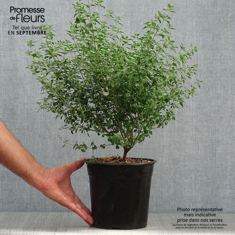 Spécimen de Prostanthera rotundifolia - Menthe Australienne tel que livré en automne