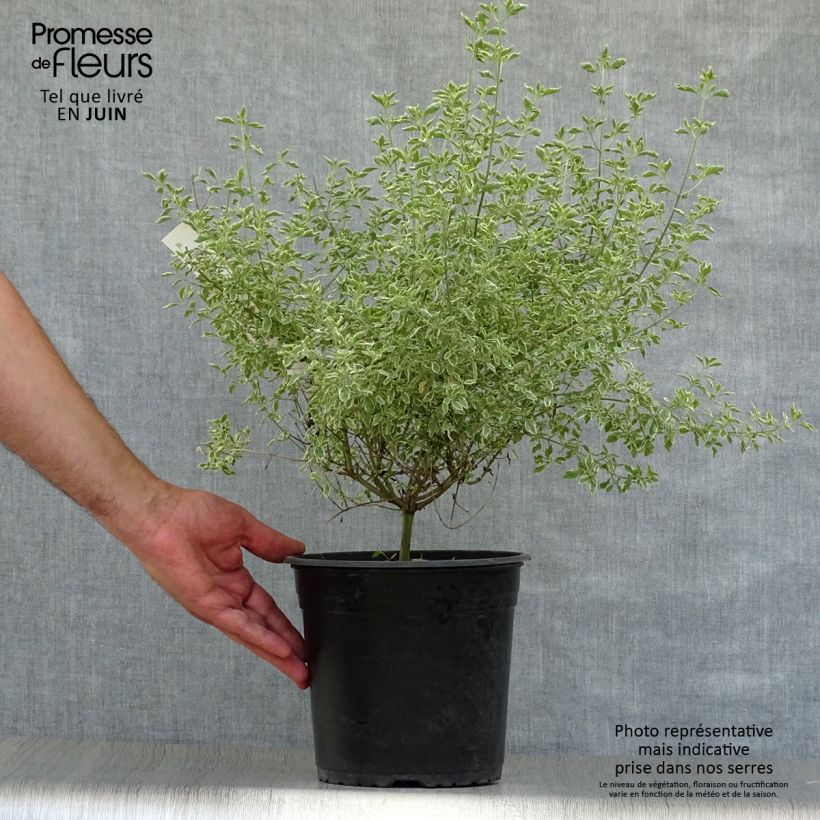 Spécimen de Prostanthera rotundifolia Variegata - Menthe Australienne Pot de 4L/5L tel que livré en été