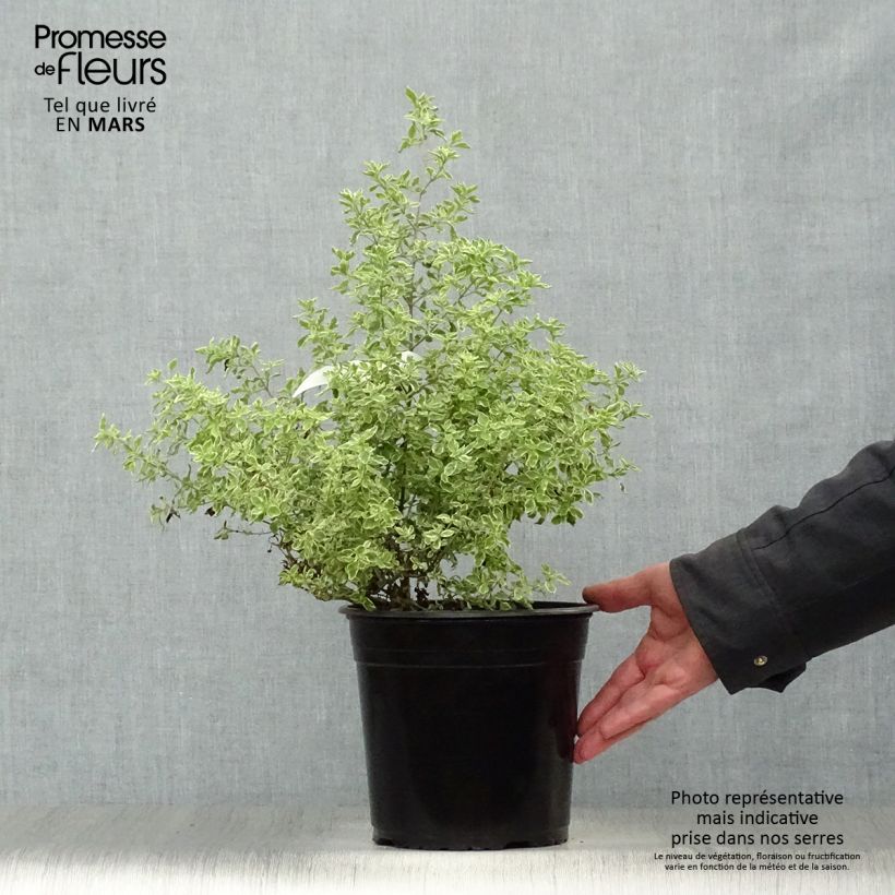 Spécimen de Prostanthera rotundifolia Variegata - Menthe Australienne tel que livré au printemps