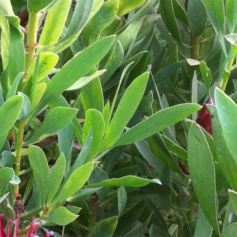 Protea Clark's Red - Protée hybride (Feuillage)